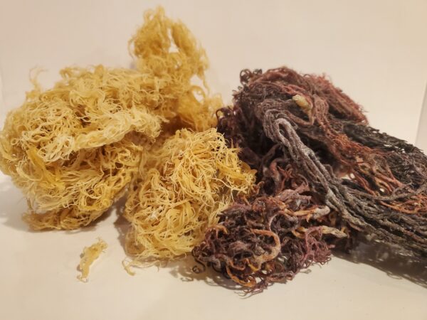 100% Wildcrafted Raw Irish Sea Moss - Image 3